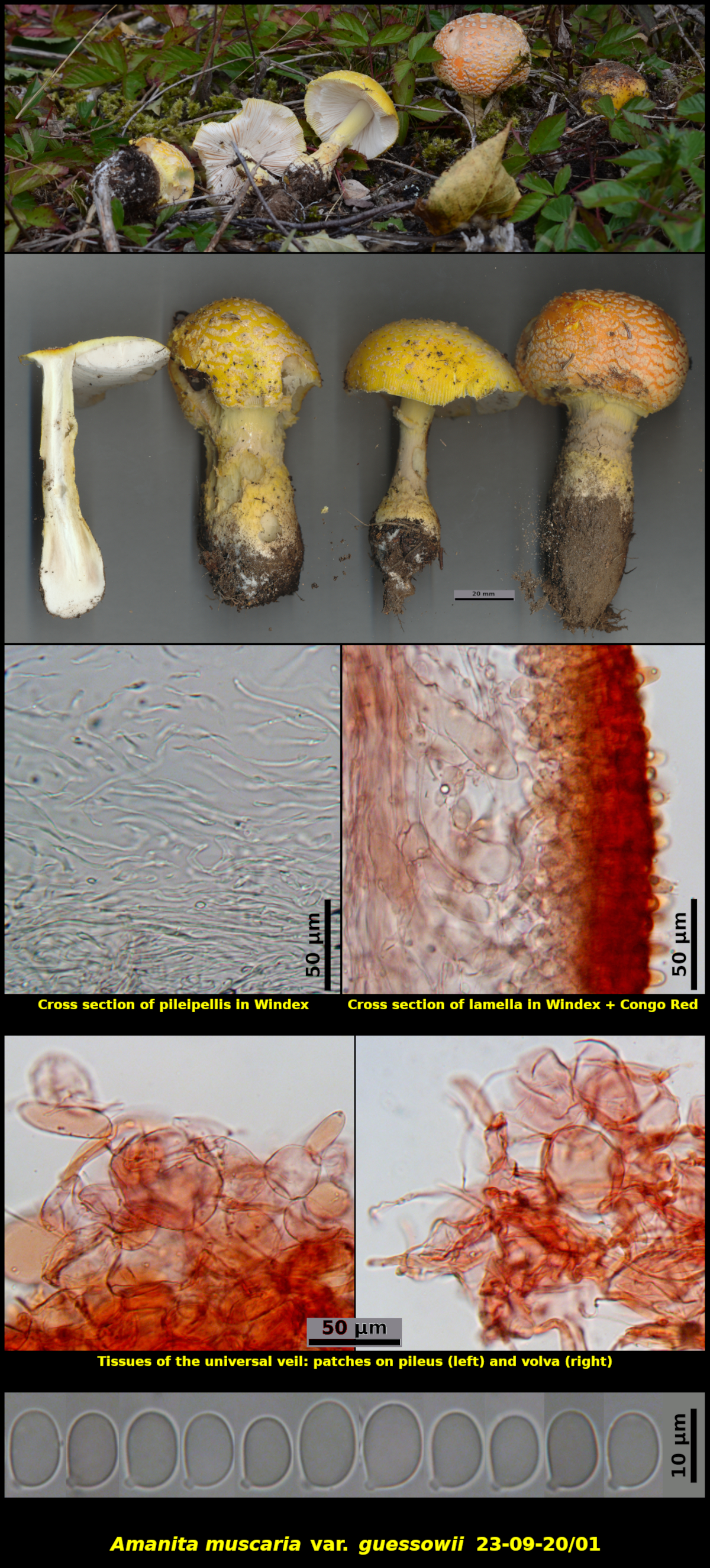 Picture of Amanita muscaria var. guessowii 23-09-20/01